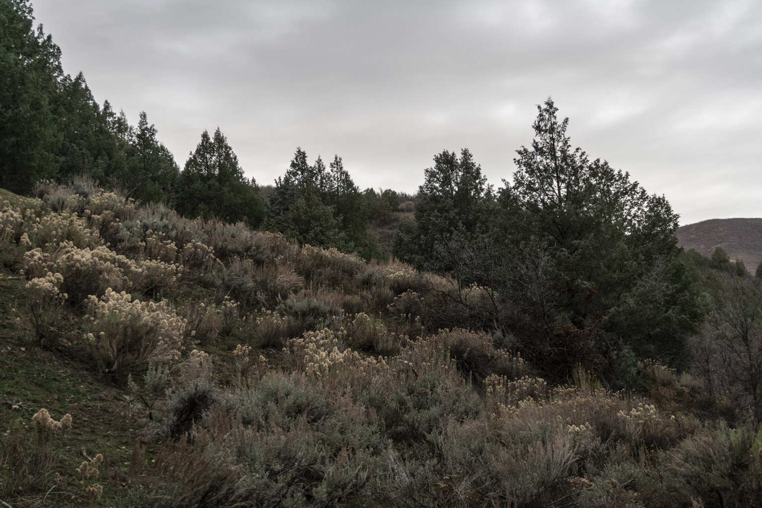 Junipers, rabbit brush, and wormwood mingles to the side of the path on a cloudy day